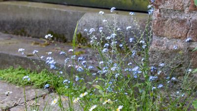Bosvergeet-mij-nietje (Myosotis sylvatica)