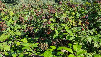 Gewone braam of zwarte braam (Rubus sect. Rubus)