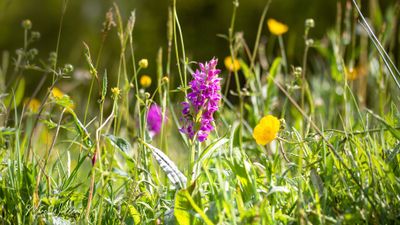 Brede orchis (Dactylorhiza majalis)