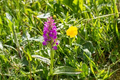Brede orchis (Dactylorhiza majalis)