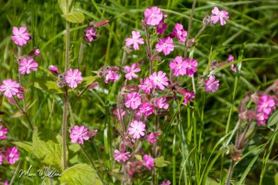 Dagkoekoeksbloem (Silene dioica)