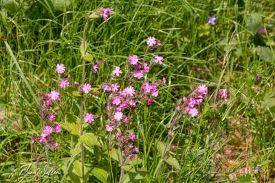 Dagkoekoeksbloem (Silene dioica)