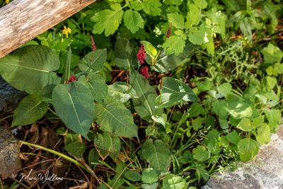 Doorgroeide duizendknoop (Persicaria amplexicaulis)