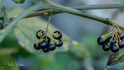 Zwarte nachtschade (Solanum nigrum)