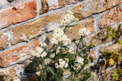 Duizendblad (Achillea millefolium)