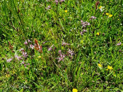 Echte koekoeksbloem (Silene flos-cuculi)