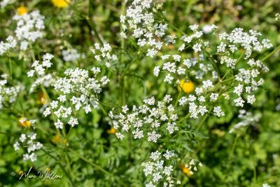 Fluitenkruid (Anthriscus sylvestris)