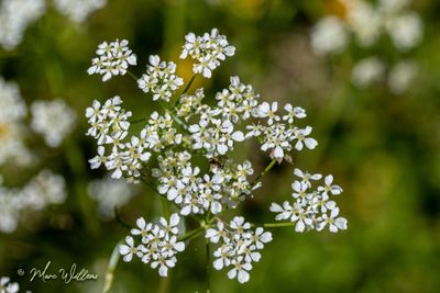 Fluitenkruid (Anthriscus sylvestris)