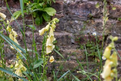 Geel vingerhoedskruid (Digitalis lutea L.)