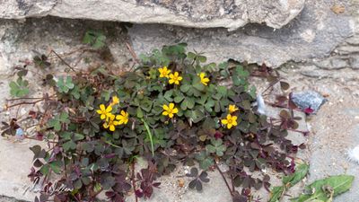 Gehoornde klaverzuring (Oxalis corniculata)