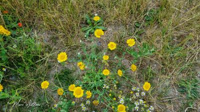 Gele ganzenbloem (Glebionis segetum)