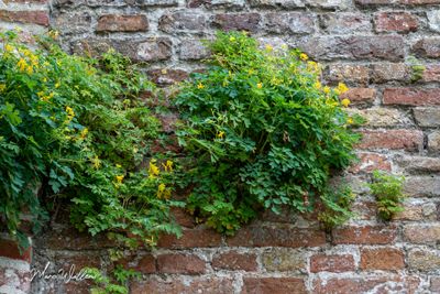Gele helmbloem (Pseudofumaria lutea, synoniem- Corydalis lutea)