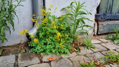 Gele helmbloem (Pseudofumaria lutea, synoniem- Corydalis lutea)