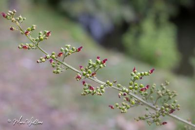 Geoord helmkruid (Scrophularia auriculata)