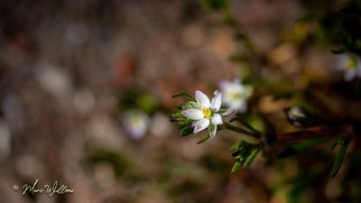 Gerande schijnspurrie (Spergularia media)
