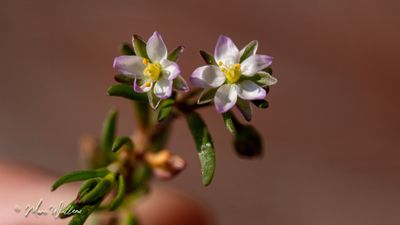 Gerande schijnspurrie (Spergularia media)