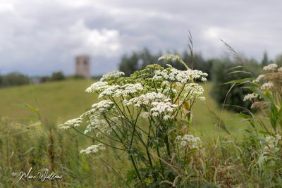 Gewone berenklauw (Heracleum sphondylium)