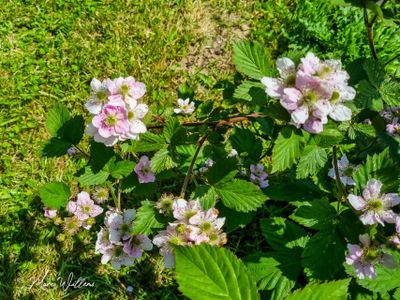 Gewone braam (Rubus fruticosus)