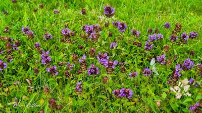 Gewone brunel (Prunella vulgaris)
