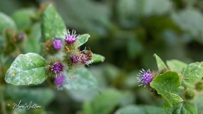 Gewone klit (Arctium minus)