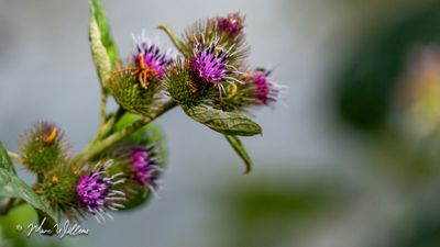 Gewone klit (Arctium minus)