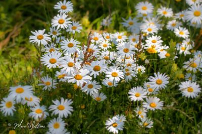 Gewone margriet (Leucanthemum vulgare)