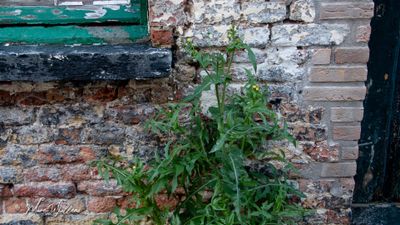 Gewone melkdistel (Sonchus oleraceus)