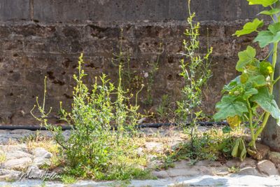 Gewone raket (Sisymbrium officinale)