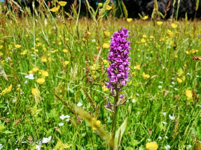 Gewone rietorchis (Dactylorhiza praetermissa subsp. praetermissa)