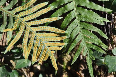 Gedrongen eikvaren of zuidelijke eikvaren (Polypodium cambricum)