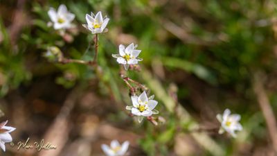 Gewone spurrie (Spergula arvensis)