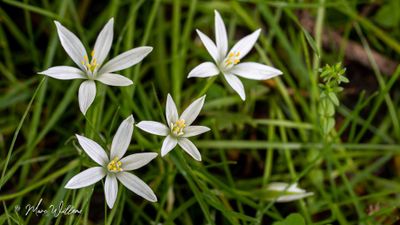 Gewone vogelmelk (Ornithogalum umbellatum)