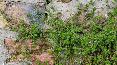 g13/96/5271596/3/174582290.b752448c.JPEG