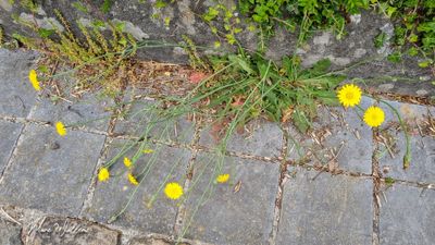 Gewoon biggenkruid (Hypochaeris radicata)