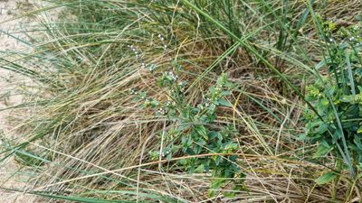 Glad parelzaad (Lithospermum officinale)