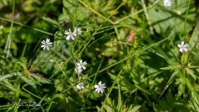 Grasmuur (Stellaria graminea)