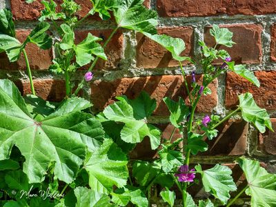 Groot kaasjeskruid (Malva sylvestris)
