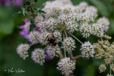 Grote engelwortel (Angelica archangelica)