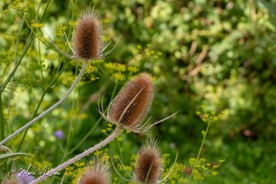Grote kaardenbol (Dipsacus fullonum)