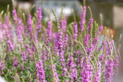 Grote kattenstaart (Lythrum salicaria)