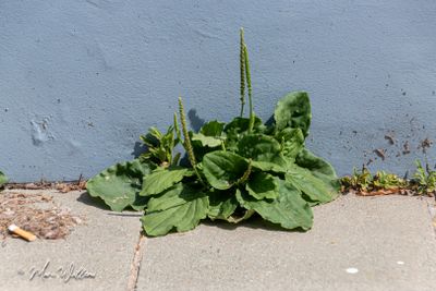 Grote weegbree (Plantago major s. major)