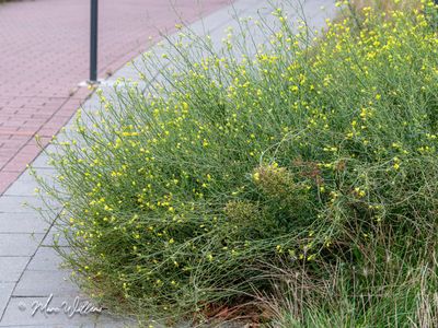 Grote zandkool of wilde rucola (Diplotaxis tenuifolia)