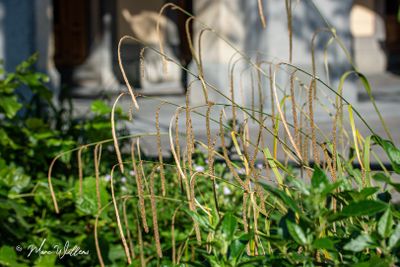 Hangende zegge (Carex pendula)