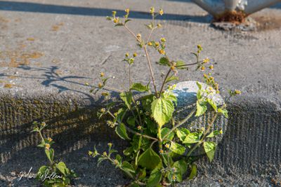 Harig knopkruid (Galinsoga quadriradiata)