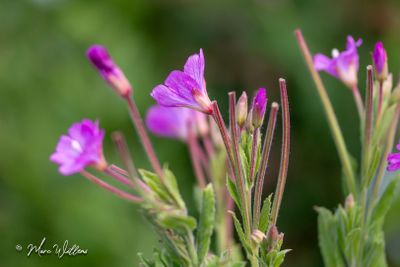 Harig wilgenroosje (Epilobium hirsutum)