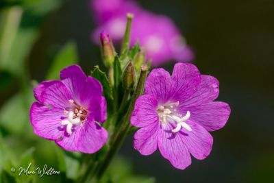 Harig wilgenroosje (Epilobium hirsutum)- bloei