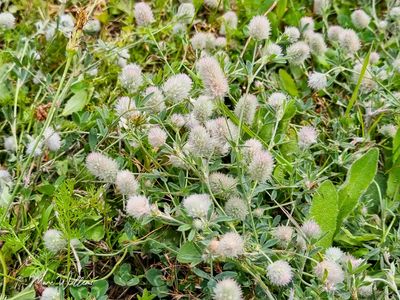 Hazenpootje (Trifolium arvense)