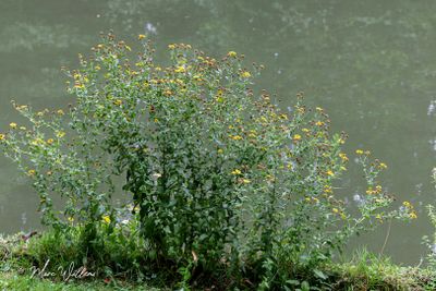 Heelblaadjes (Pulicaria dysenterica)