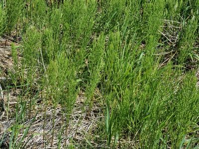 Heermoes / Akkerpaardenstaart (Equisetum arvense)