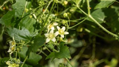 Heggenrank (Bryonia dioica)